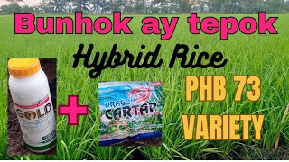 Hybrid Rice: GOLD 20SC AT CARTAP PARA SA PLANTHOPPERS