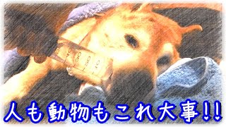 愛するペットを最期まで看取るなら知っておきたいこと【老犬介護】