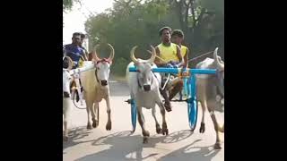 #இன்பு #அங்கு/#shorts #jallikattu #manjuvirattu #india #recklarace