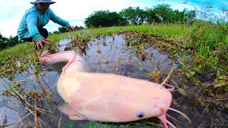 awesome fishing - catch a lot of fish under water at field by best hand, best fishing skill