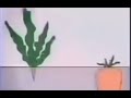 ( og by peternity) dont think that carrot big because leaf big size