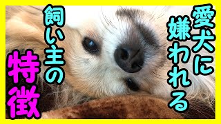 【あなたは大丈夫？】愛犬をアクセサリーと勘違いしてしまっている飼い主さんの特徴とは？わんちゃんをファッションの一部だと思うのは絶対だめ【私は犬が好き I love Dogs】