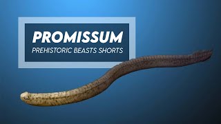 Promissum - Primitive Conodont