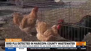 Bird flu virus found in Phoenix-area wastewater samples