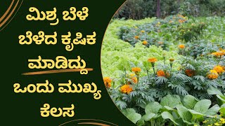 In organic farming | A farmer growing mixed crops @Krushimahitkannada​