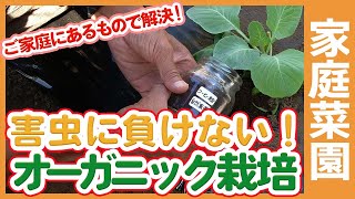 家庭菜園で使える害虫対策資材でオーガニック栽培！家庭にあるもので害虫対策出来る！？秋冬野菜栽培に効果がある資材をご紹介【農家直伝】