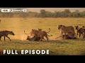 World's Deadliest of Predators | Survival Challenges | Nature Animal Documentary
