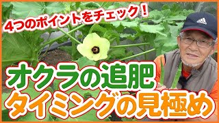 How to identify top dressing in okra cultivation taught by Japanese farmers !