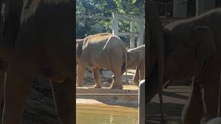 【アジアゾウ】ママの足に鼻を絡ませる甘えん坊アルン君　#アルン　#ウタイ　#上野動物園　#shorts