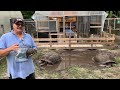 how fast do tortoises grow comparing aldabra tortoise from young to old