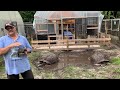 how fast do tortoises grow comparing aldabra tortoise from young to old