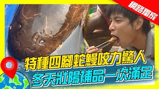 【剛果】特種「四腳蛇鰻」咬力驚人 冬天壯陽補品一次滿足｜《世界第一等》330集濃縮精華版 #世界該去哪