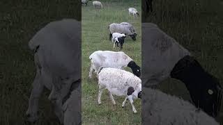 Стадо Дорпер, Матки Дорпер,  баран производитель и ягнята #dorper #dorpersheep #ram #dorperram