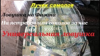 Ловушка на Фазана, Ястреба, Сокола, Куропатку// час работы