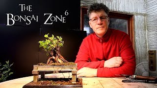 A Clip and Grow Ficus Update, The Bonsai Zone, Jan 2019