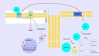 Sonic Hedgehog Pathway and its Role in Teeth Development in Mammalia