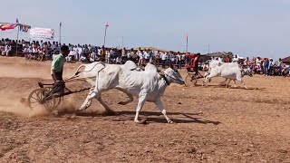 नगझिर पट | रेहान सेट अरी महाराजा vs निरंजन पटेल ढेंकी ox race first round video