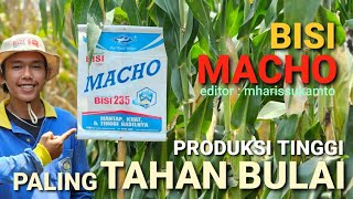 Jagung baru BISI MACHO tahan bulai, batang kokoh \u0026 tinggi produksinya kata GILANG SAMUDRA PERMANA