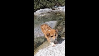 石に跳び移るコーギー / Corgi jumping on a stone #コーギー #サクラ #corgi