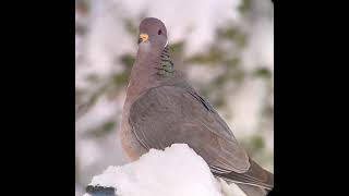 Band-tailed Pigeon