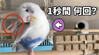 セキセイインコ　１秒間に何回カキカキする？