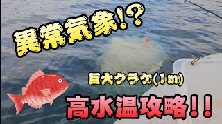 【タイラバ　ゴムボート　エレキ(カヤック相当)】異常気象で高水温(29℃)　真鯛釣り　岡山釣り　瀬戸内海