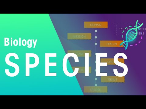 What are the main features of species?