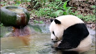 带娃太累熊妈萌萌在浴池里差点睡着了Take Care Of Babies Is Too Tired, Mom Panda MengMeng Almost Fell Asleep In The Bath