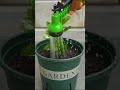 lemon tree propagation with aloe vera shorts youtubeshorts