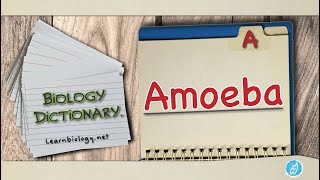 Amoeba | Biology Dictionary | Spoken Biology Definitions