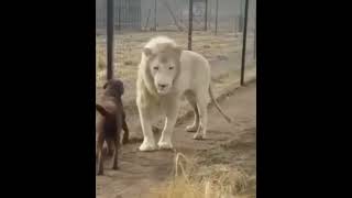 dog and Lion friendship attitude videos #shorts #viral