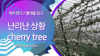 ㅡ체리나무 신수형ㅡ  빨래줄 잡고 난리난 상황  sweet cherry tree  (체리재배 성공의길)