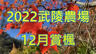 武陵農場12月賞楓(上能科技有限公司員工旅遊) 2022/12/04
