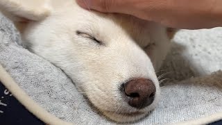 【白柴】かわいすぎる白柴の子犬を散歩させたのに家で大暴れされた結果・・・