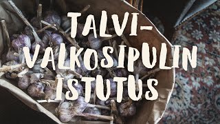 Talvivalkosipulin istutus, Valkosipulia koko vuodeksi