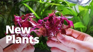 How to add new plants to your aquarium