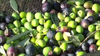 鹿児島オリーブ　PR　Video　　Kagoshima Olive Co., Ltd.