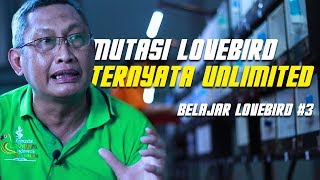 BELAJAR LOVEBIRD #3 : Fakta Menarik Dibalik Indahnya Lovebird Beauty Contest