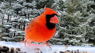 Cardinals in the gently falling snow are a breathtaking sight