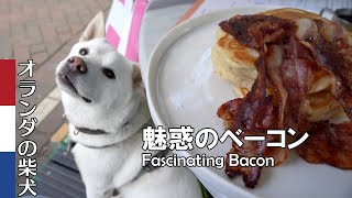 柴犬柿丸 川辺のカフェで犬連れランチ【オランダ / 環境音 / 4K】Kaki-Maru the Shiba Inu