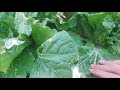 시골텃밭 배추 농사 병 충 해 그리고 겨울나기 korea garden farming