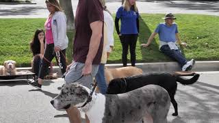 Control Your Dog Around 30 Dogs As Dylan Blau Teaches The Largest Group Classes in The USA