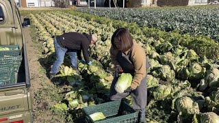 【儲かる野菜の作り方】私はこうして生き残れた（第１話）１年通して育てている野菜