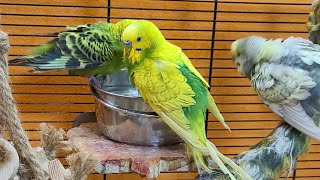 budgie parakeet sounds for lonely birds to make them happy