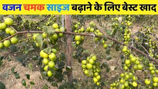 थाई एप्पल बेर का फल होगा‌ बड़ा वजन और चमकदार Best Fertilizer for Thai Apple Ber 🍏 Apple ber me khad