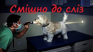 Сміх до сліз / Приколи з озвучкою / Веселе відео для дітей