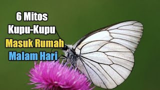 6 Arti Mitos Kupu-Kupu Masuk Rumah Dimalam Hari