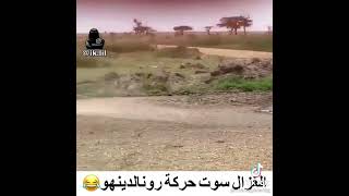 غزال يراوغ أسد لينجو بحياته