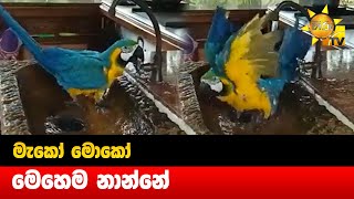 මැකෝ මොකෝ මෙහෙම නාන්නේ - Hiru News