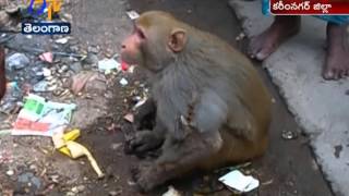 Metpalli Villagers Saves Monkey Life In Karimnagar Dist